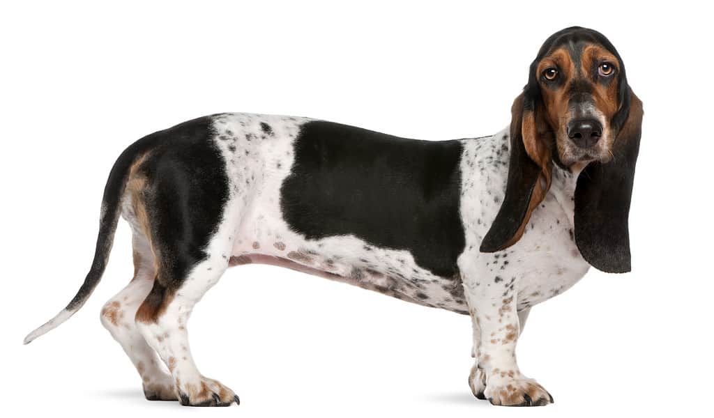 Basset hound