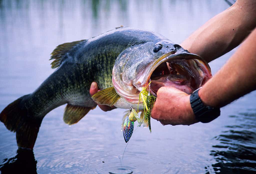 A fisherman holding a largemouth bass with a hook in its mouth . 