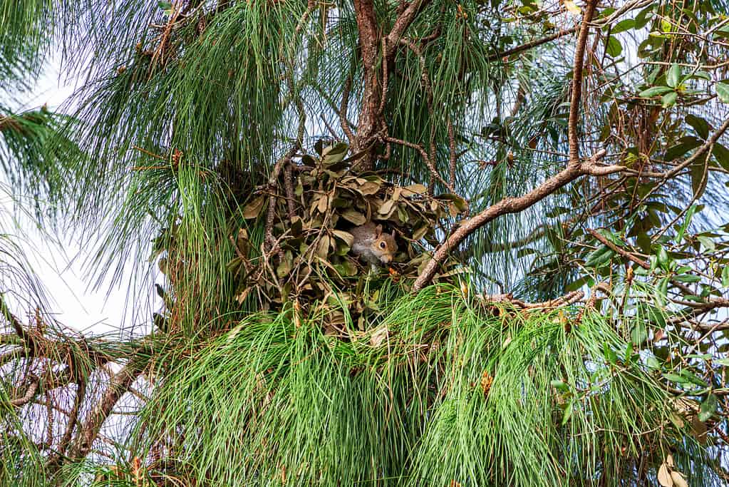 Eastern gray squirrel nest