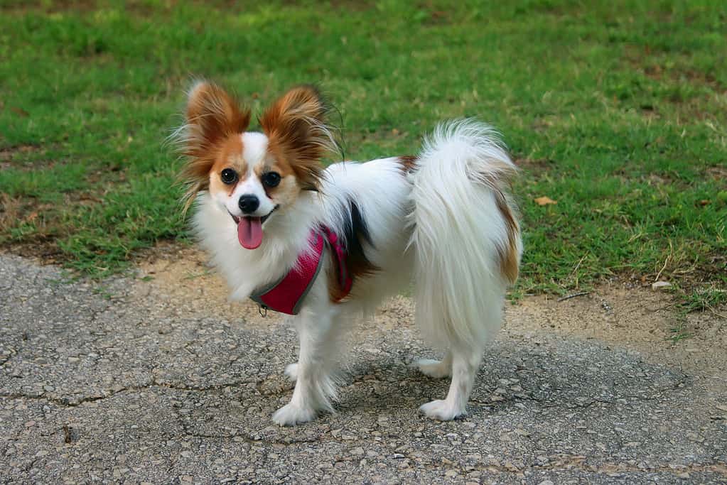 Young Papillon puppy, red and white, outdoors, having fun