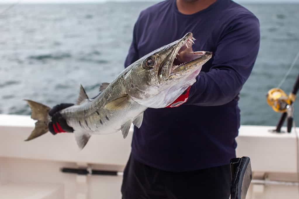 A fisherman holds a barracuda that he caught. He is standing in a boat, holding the fish in front of his body for the photo. 