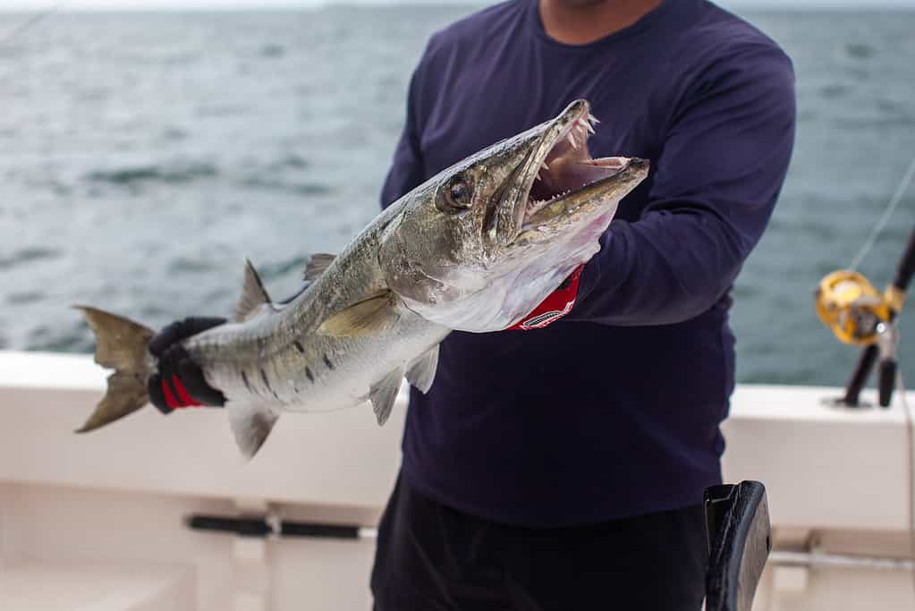 Man holding a Barracuda.