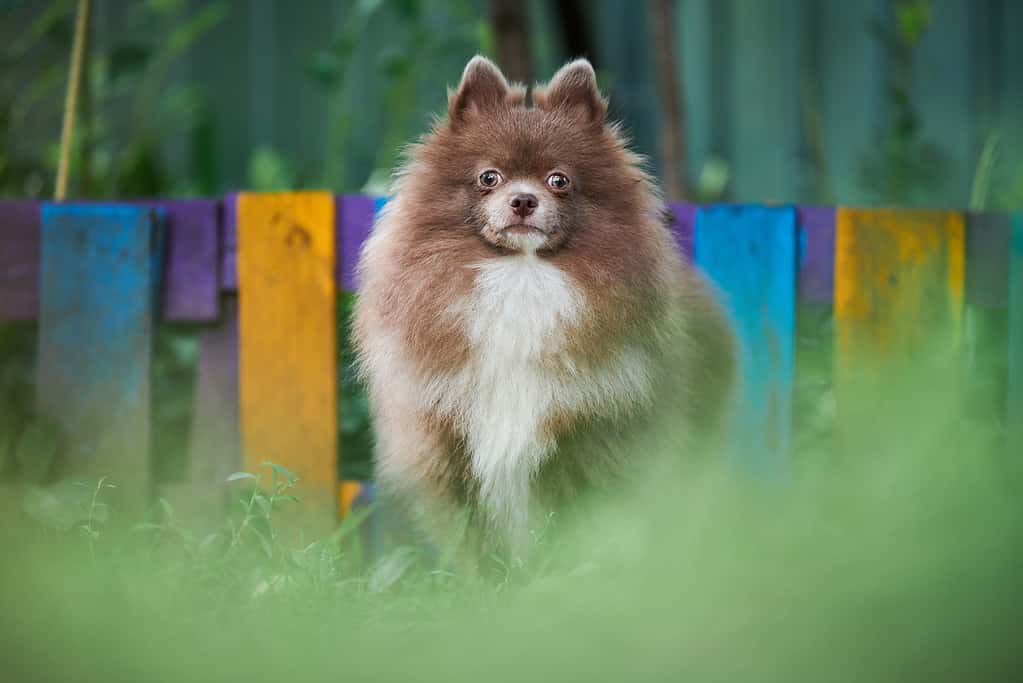 Pomeranian Spitz dog in garden