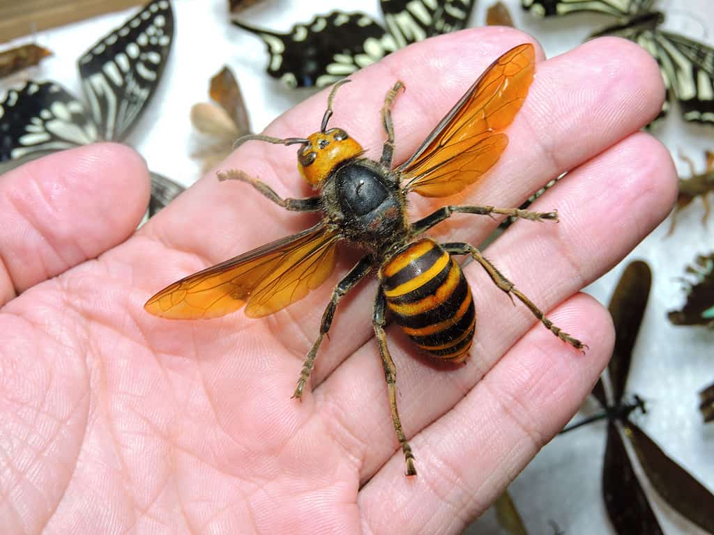 Asian Giant Hornet, Bee, Animal Wing, Close-up, Insect