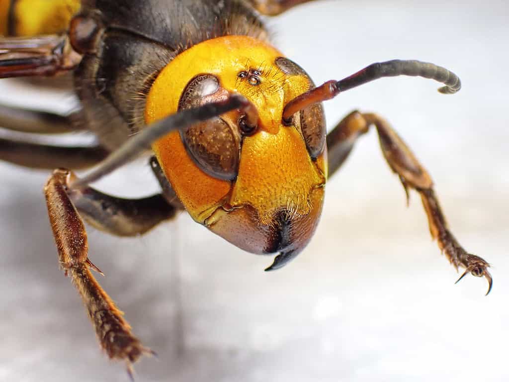 Asian Giant Hornet, 2020, Animal, Animal Body Part, Animal Head