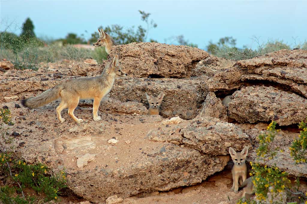 Kit fox family