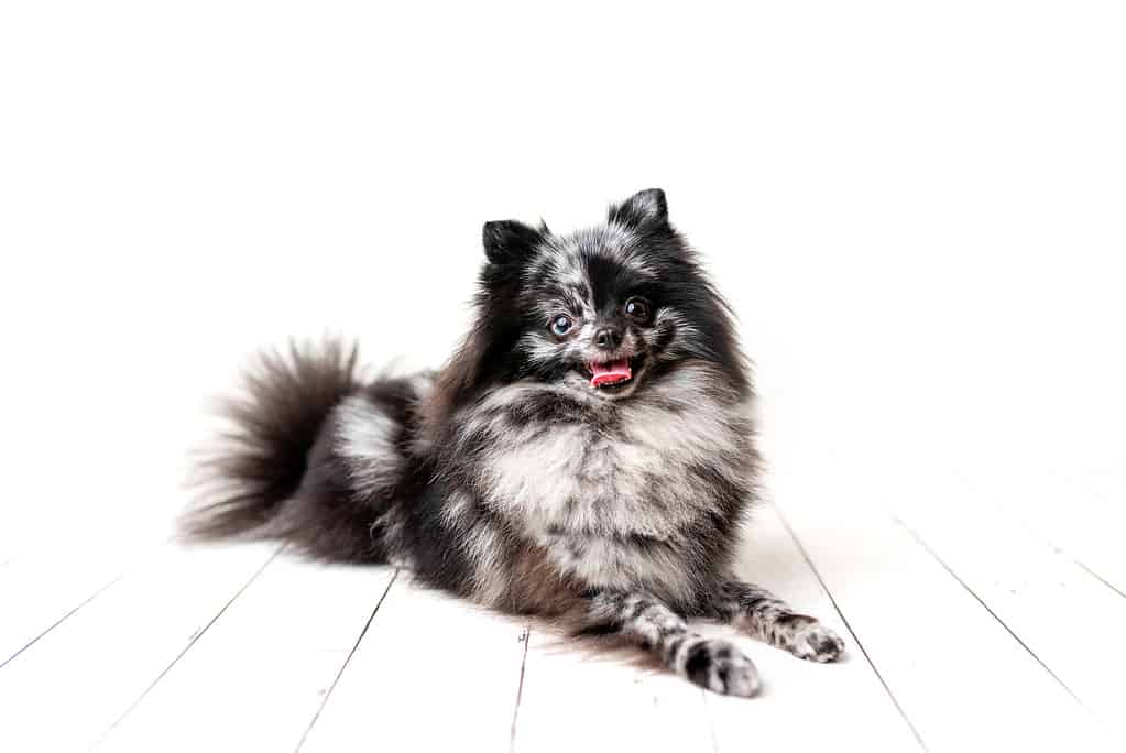 Pomeranian Merle color dog sitting on a set.