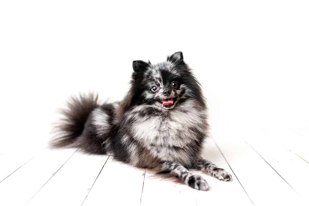 Pomeranian Merle color dog sitting on a set, obedient little dog in a photography studio