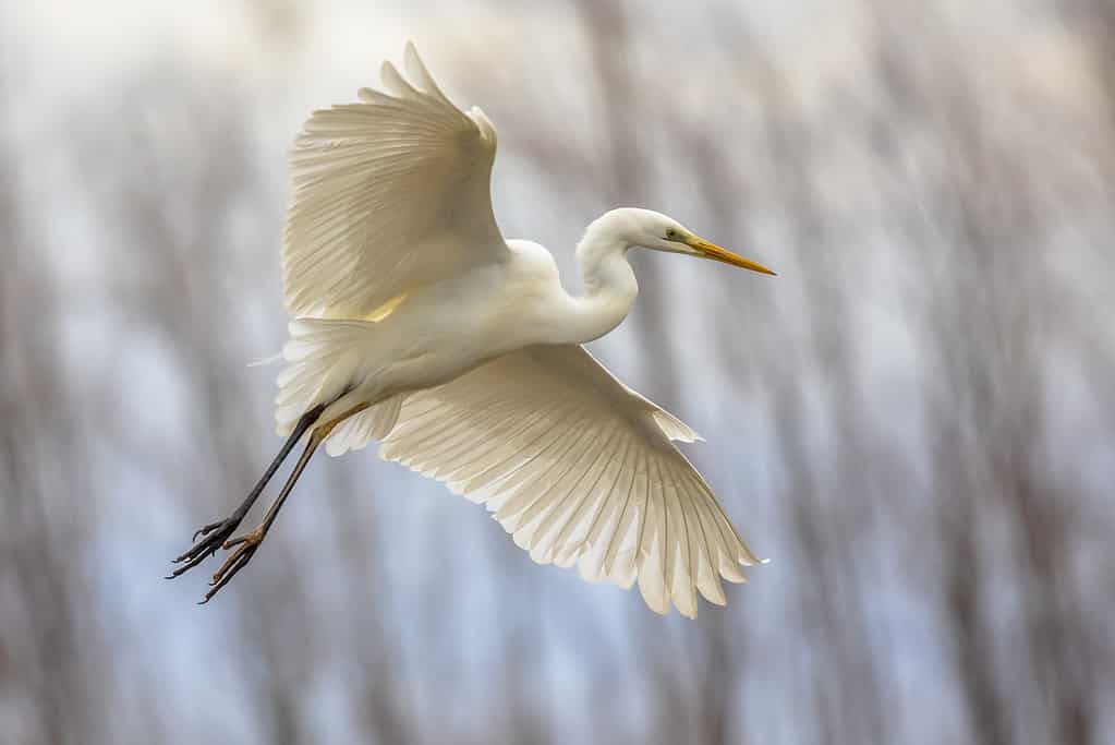 Great white egret