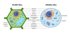 Cell Organelles – Structure, Functions, and Diagram - AZ Animals