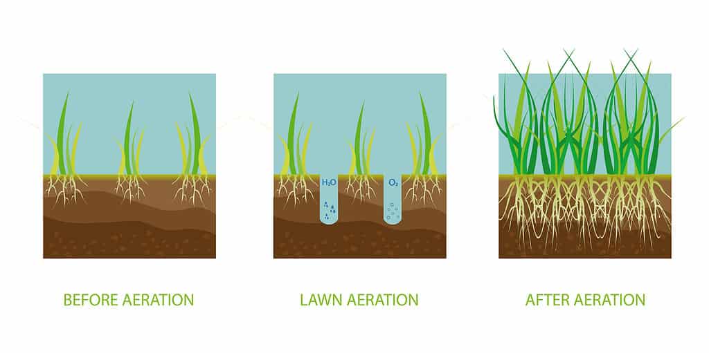 Lawn aeration. Process of aeration before and after.