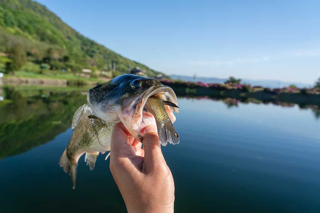 Black bass trying to swallow bluegill