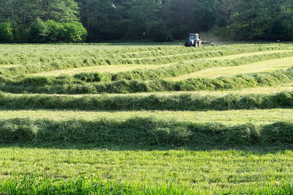 Agricultural machinery, the rake rakes dry grass before loading it on a trailer