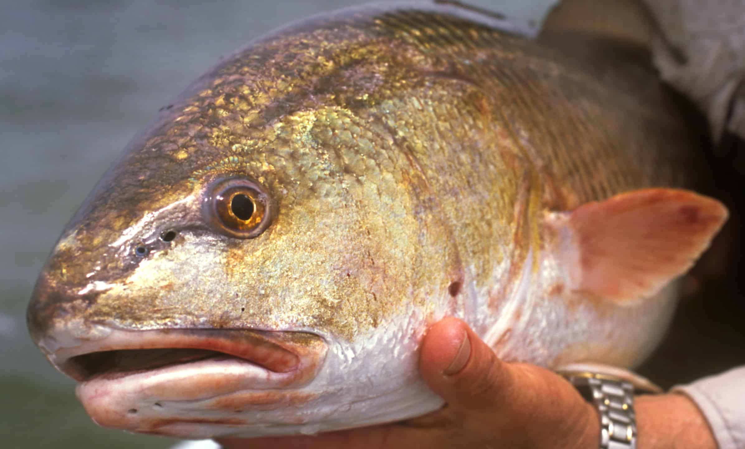 Sciaenops ocellatus also known as the red drum, redfish, channel bass and spottail bass