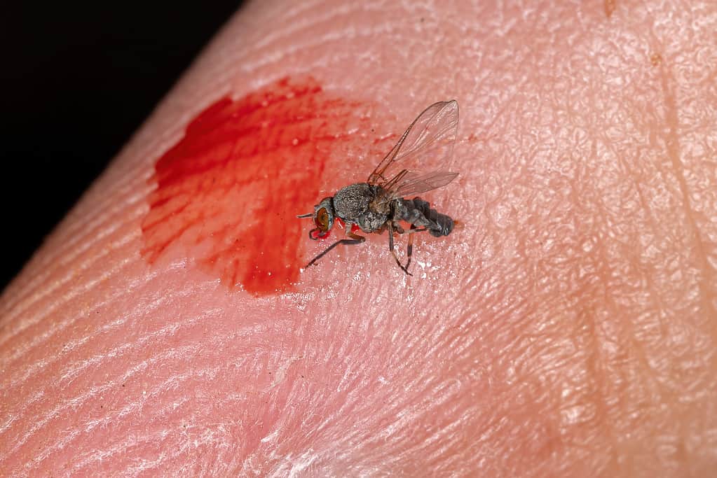 Biting fly draws blood