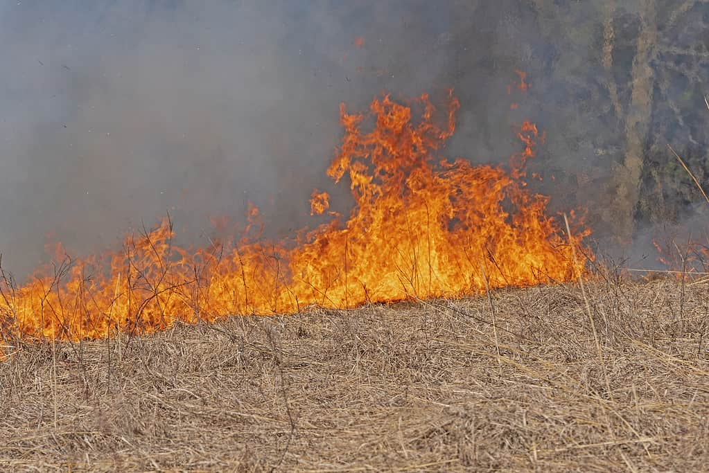 Roaring Flames in a Burning Prairie in Spring Valley Nature Center in Illinois