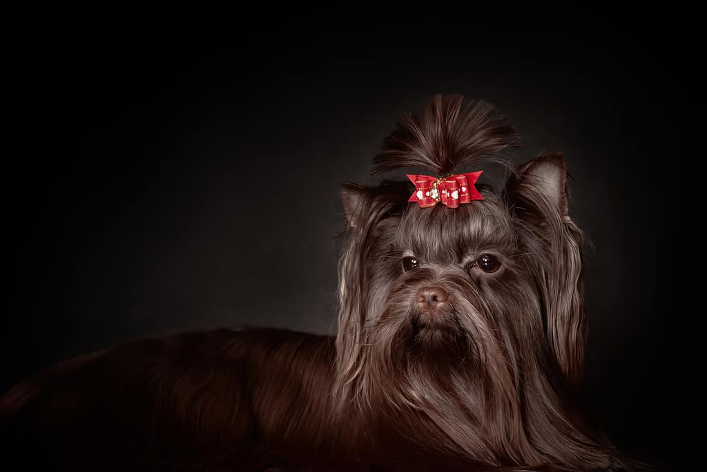 A gorgeous looking dark furred Yorkshire terrier sitting on a blanket. 