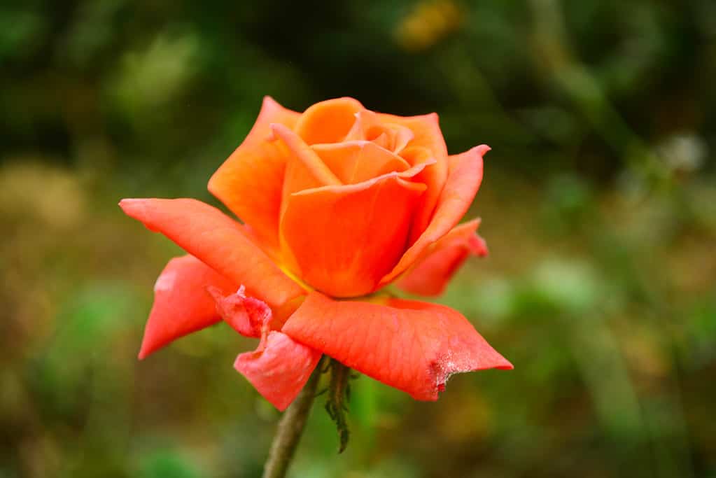 Orange Roses: Meaning, Symbolism, and Proper Occasions - A-Z Animals