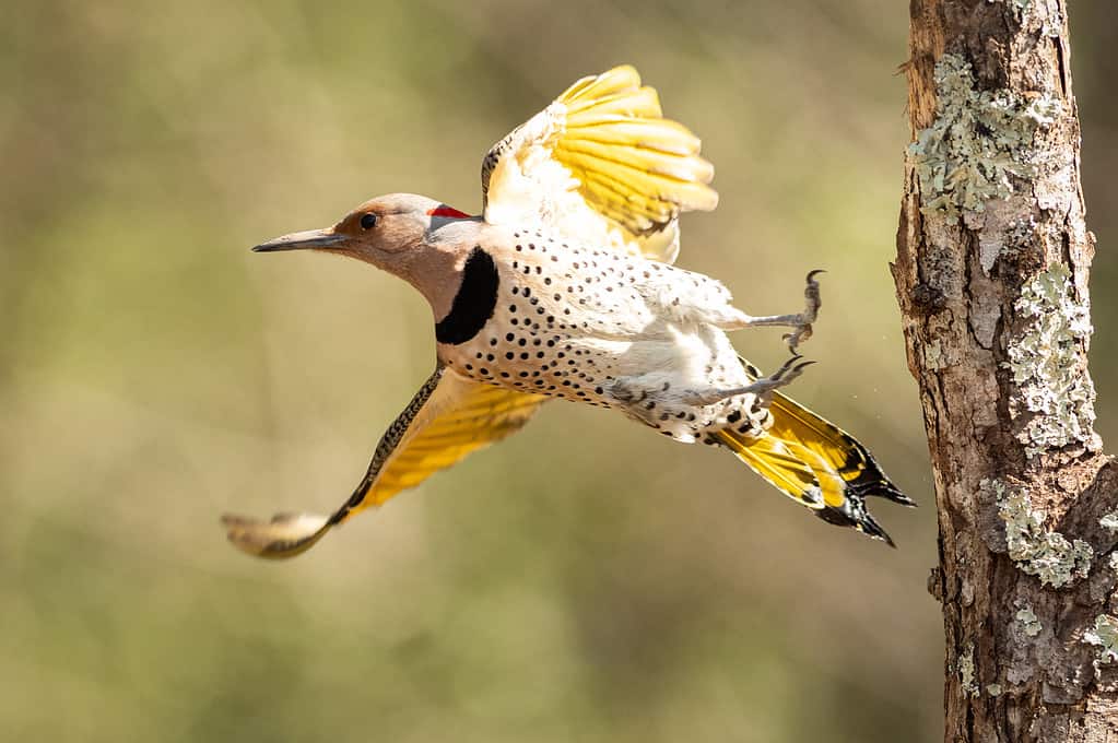 A female Northern Flicker takes flight, from a tree to a feeder.