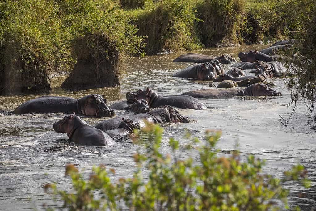 A large group of hippos lie in the water.Tanzania Serengeti