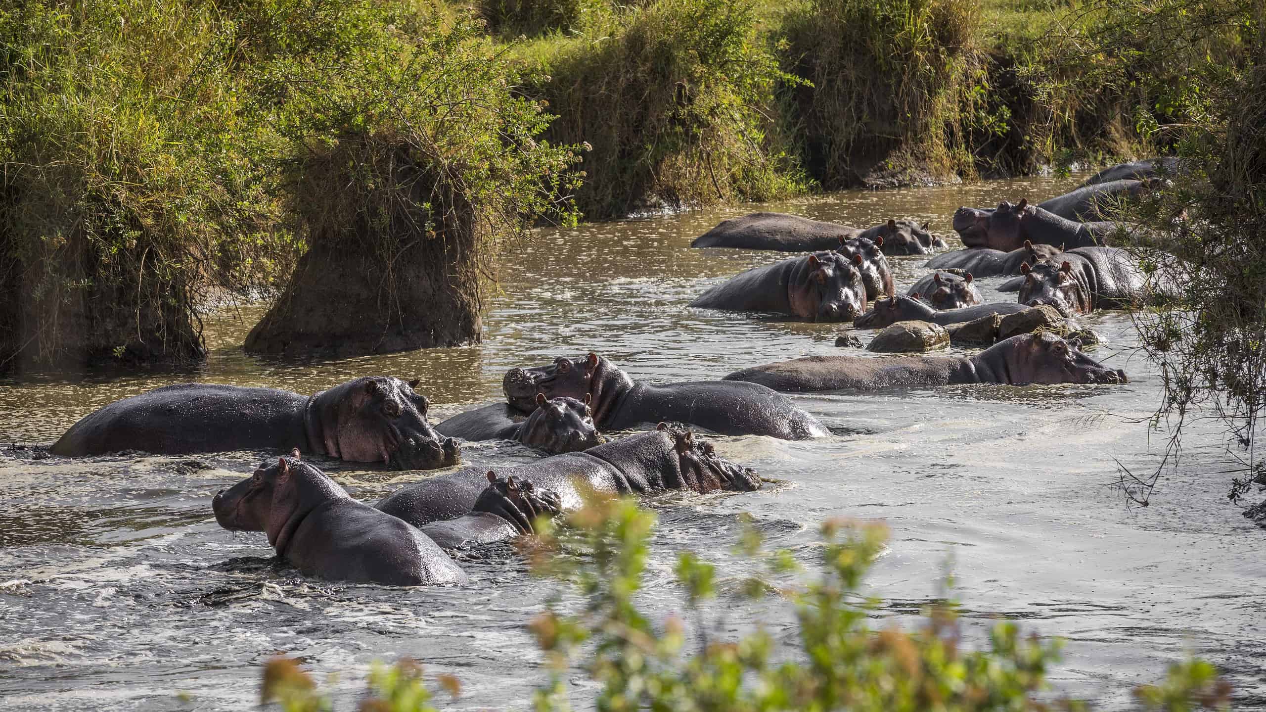 A large group of hippos lie in the water.Tanzania Serengeti