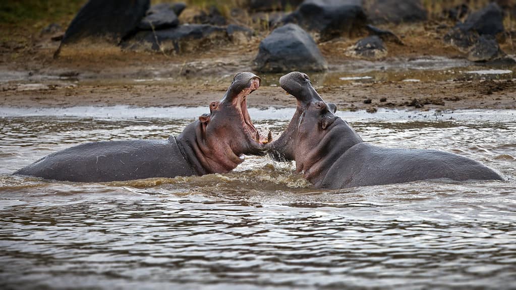 Two huge hippos fighting with each other in the pond, Masai Mara