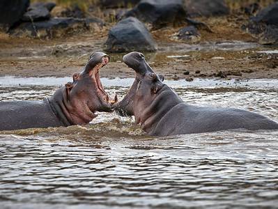 A Watch This Heavyweight Showdown as Two Hippos Fight Over a Female