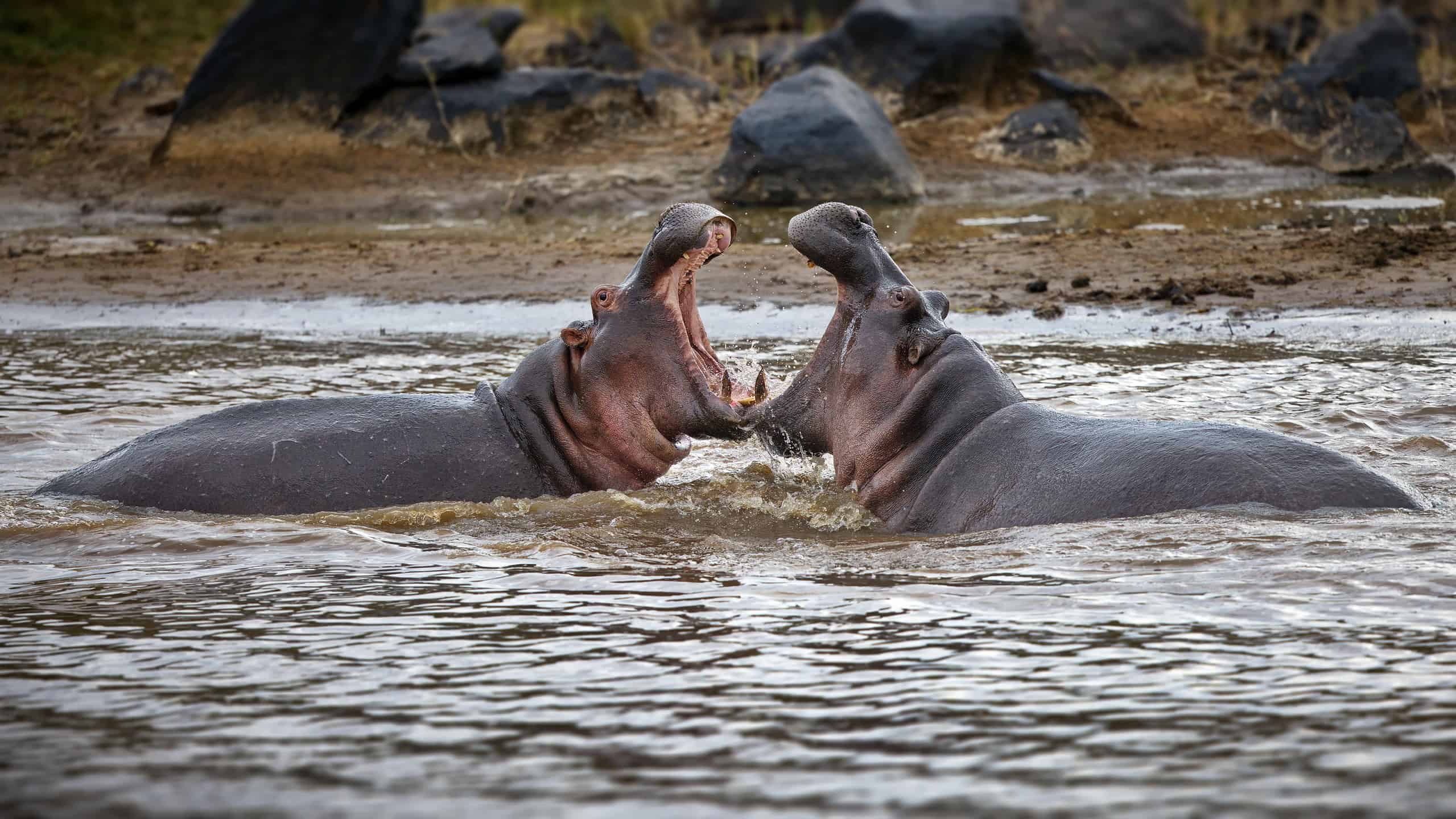 Two huge hippos fighting with each other in the pond, Masai Mara