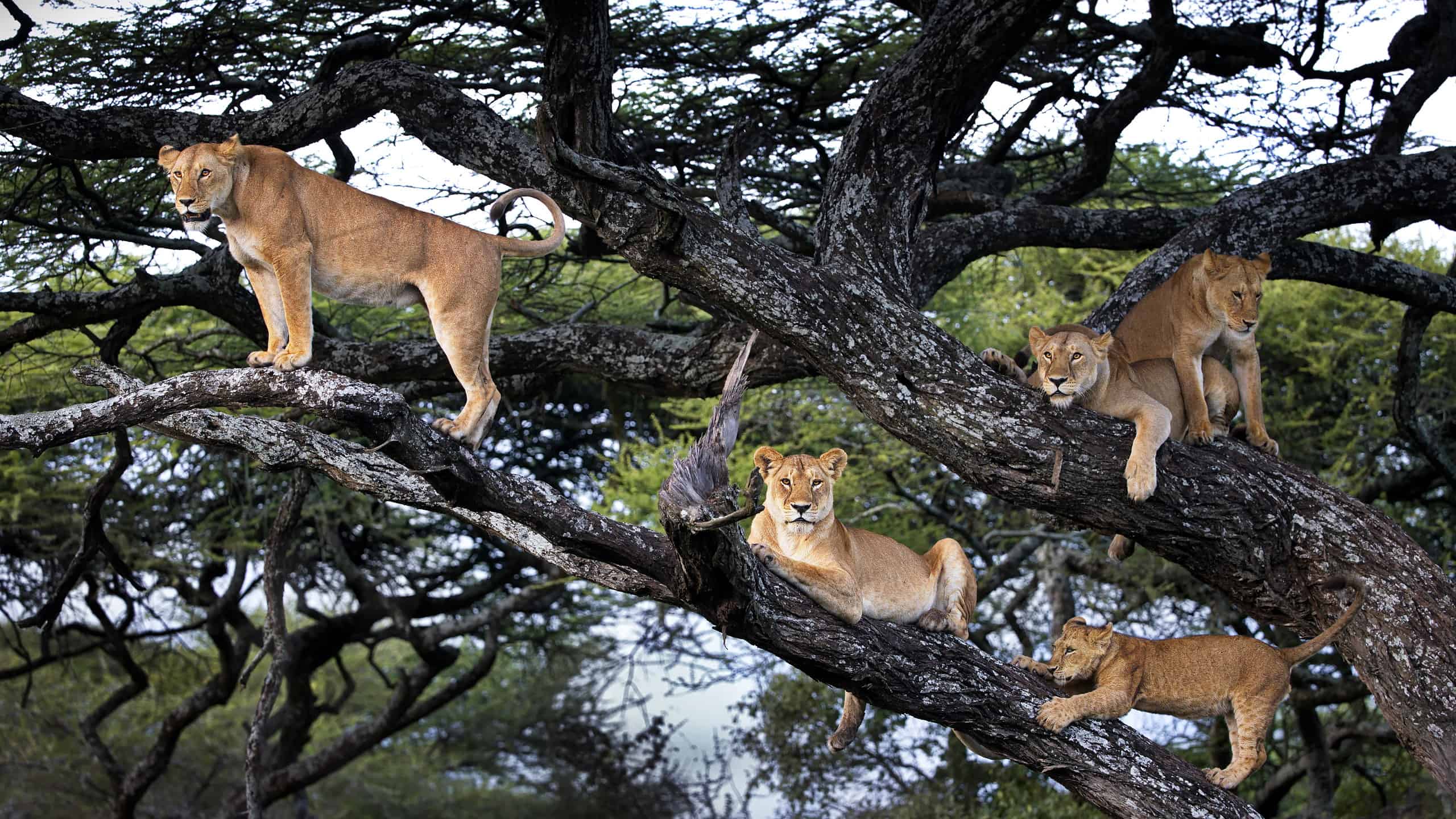 A group of lions and cubs on a tree in Tanzania
