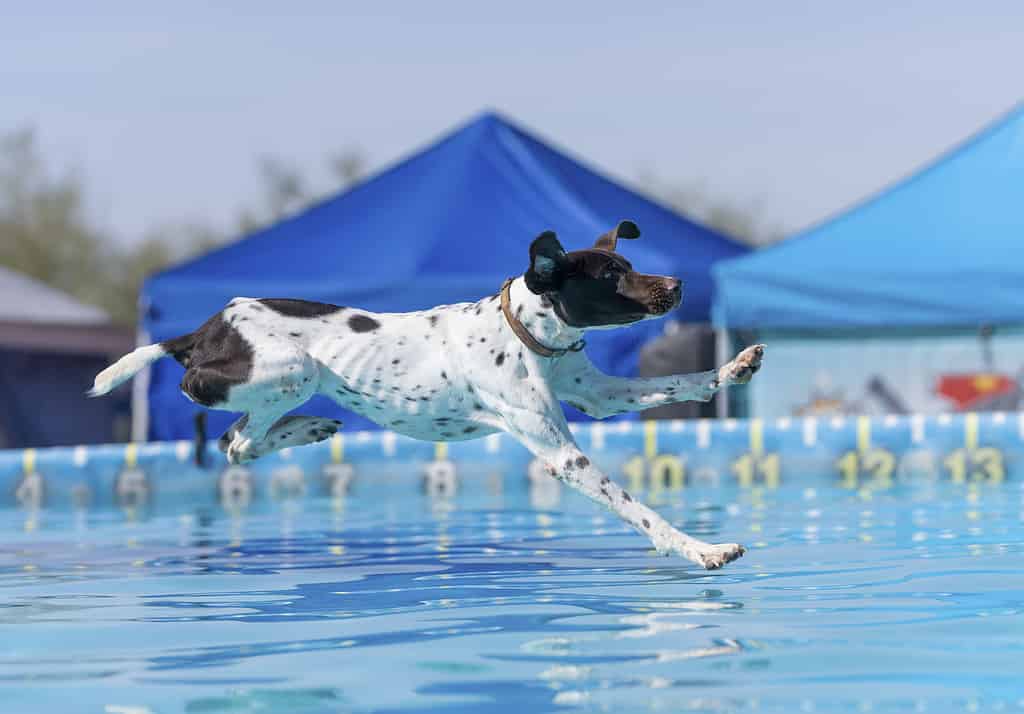 German short hair pointer about to land in a swimming pool