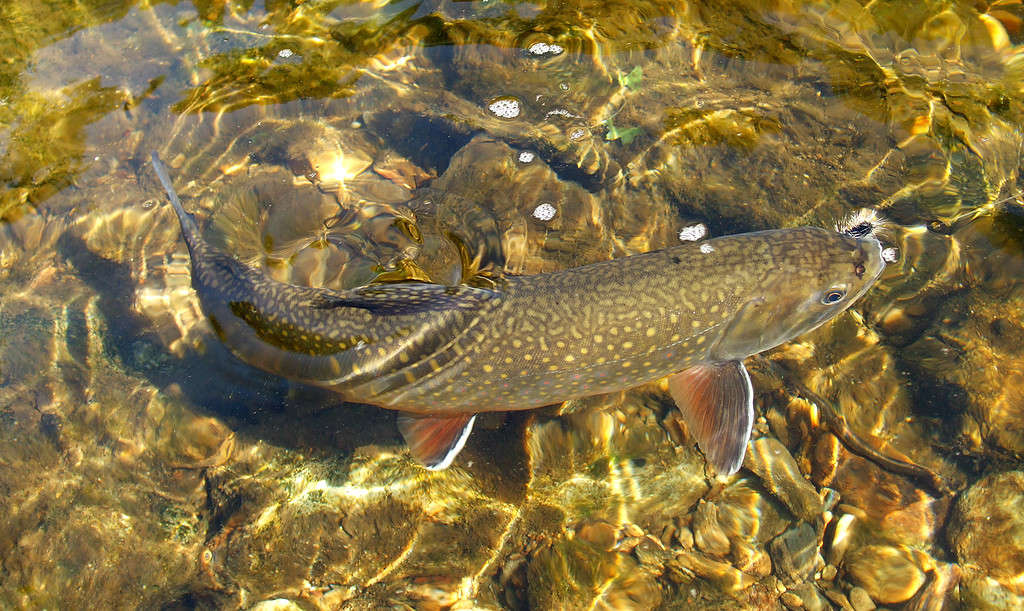 A photo of a brook trout. 