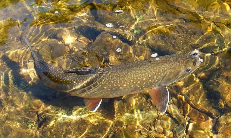 Discover The Largest Brook Trout Ever Caught in North Carolina - A-Z ...