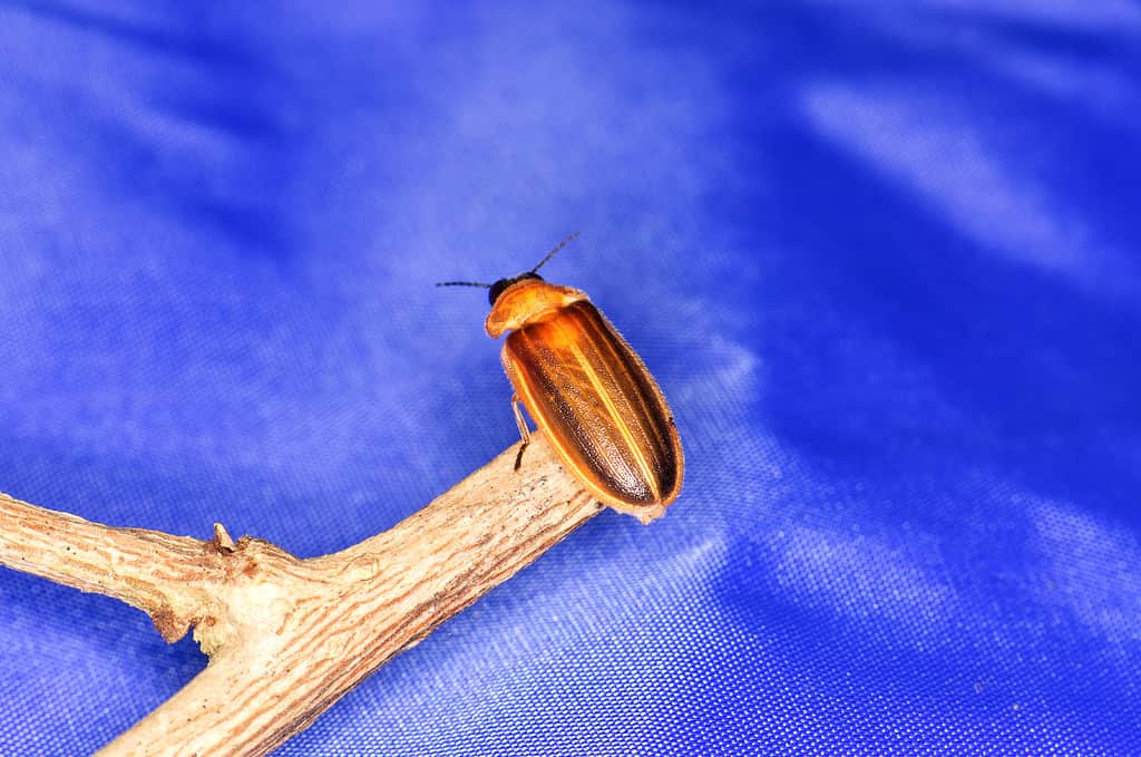 Pennsylvania firefly- official Pennsylvania state insect