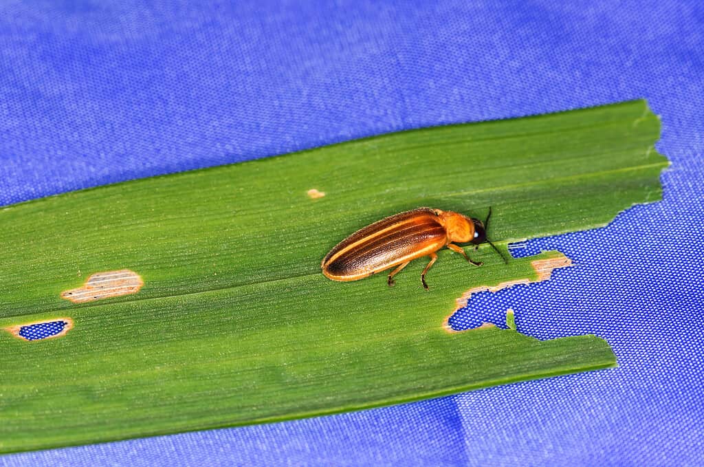 Pennsylvania firefly