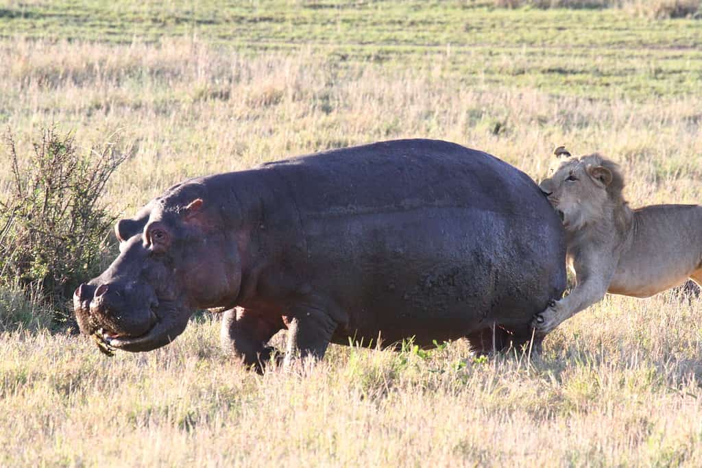 Lion cub chasing young hippo, lions claws in hippos's back. This was an unsucessful hunt. High quality photo