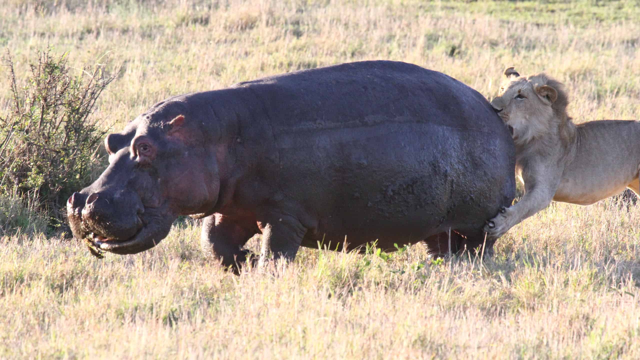 Lion cub chasing young hippo, lions claws in hippos's back. This was an unsucessful hunt. High quality photo