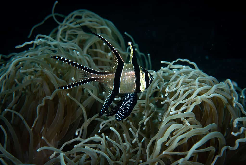 The Banggai Cardinalfish, Pterapogon kauderni, is a small reef fish endemic to the Banggai Islands of Indonesia. It is a popular ornamental fish in the aquarium trade due to its distinctive silver body and black stripes. This species is a livebearer and mouthbrooder, which means the males carry the eggs in their mouths until they hatch. The Banggai Cardinalfish can be found in brackish water and is vulnerable due to habitat loss and overfishing for the aquarium trade. However, there are sustainable breeding programs in place to promote the conservation of this threatened species.