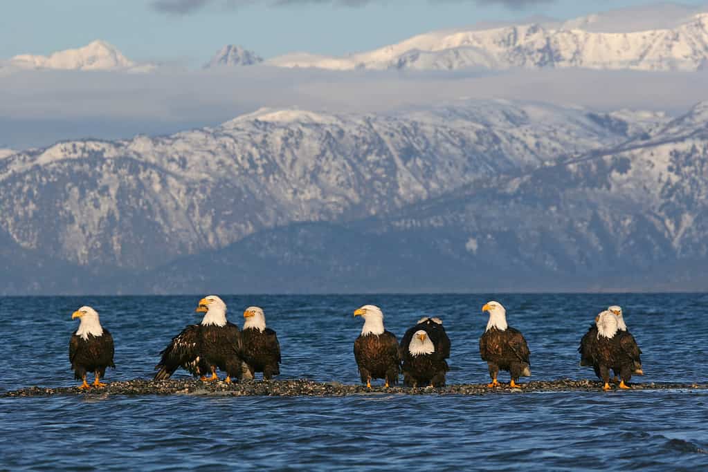 Bald Eagles gather on a gravel bar with the Pacific tide rising around them.