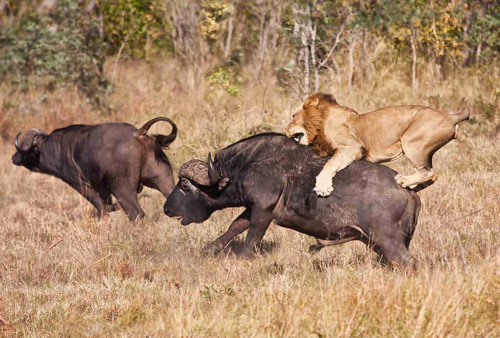 Male lion attack huge buffalo bull while riding on his back