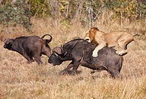 6 Male Lions Use Their Numbers to Take Down a Huge Buffalo In Rare Victory Picture