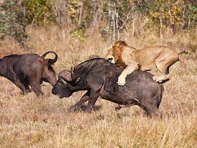A 6 Male Lions Use Their Numbers to Take Down a Huge Buffalo In Rare Victory