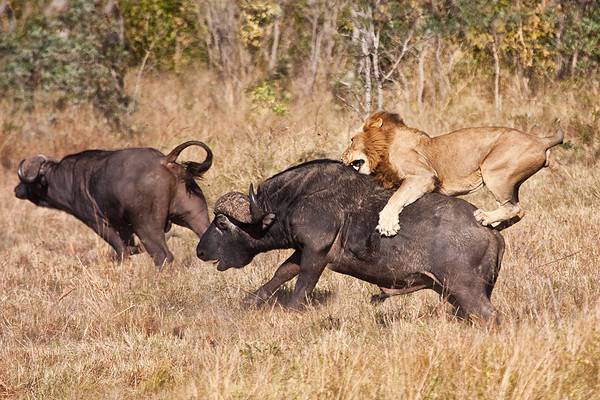 Male lion attack huge buffalo bull while riding on his back