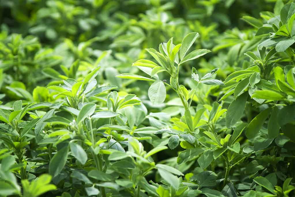 The beautiful backdrop of Lucerne (alfalfa)