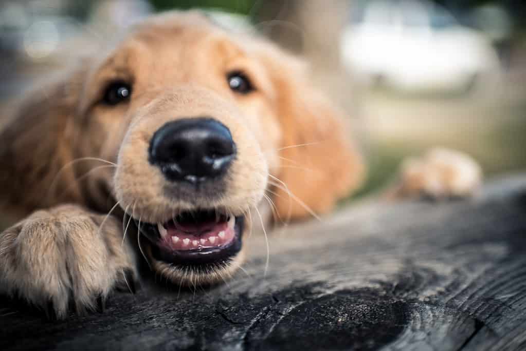 Golden retriever puppies will grow 28 baby teeth