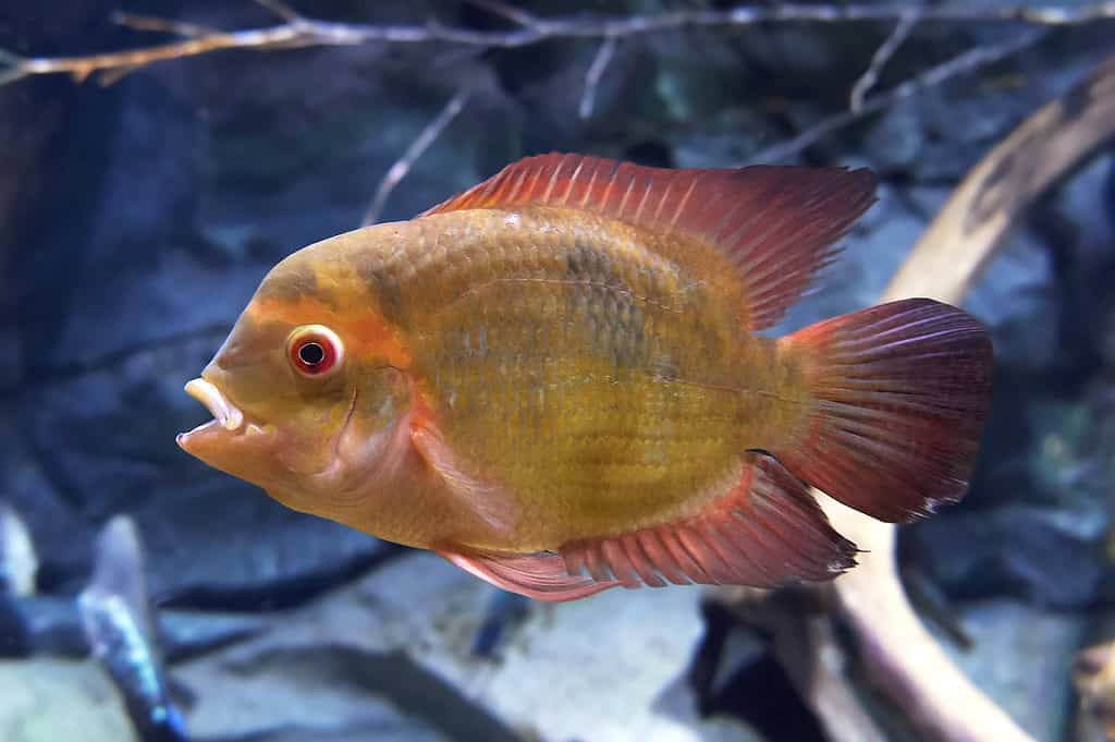 Closeup of a Chocolate Cichlid in its habitat