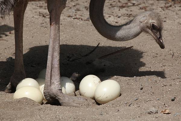 Discover 11 Modern-Day Birds That Look Like Dinosaurs - A-Z Animals