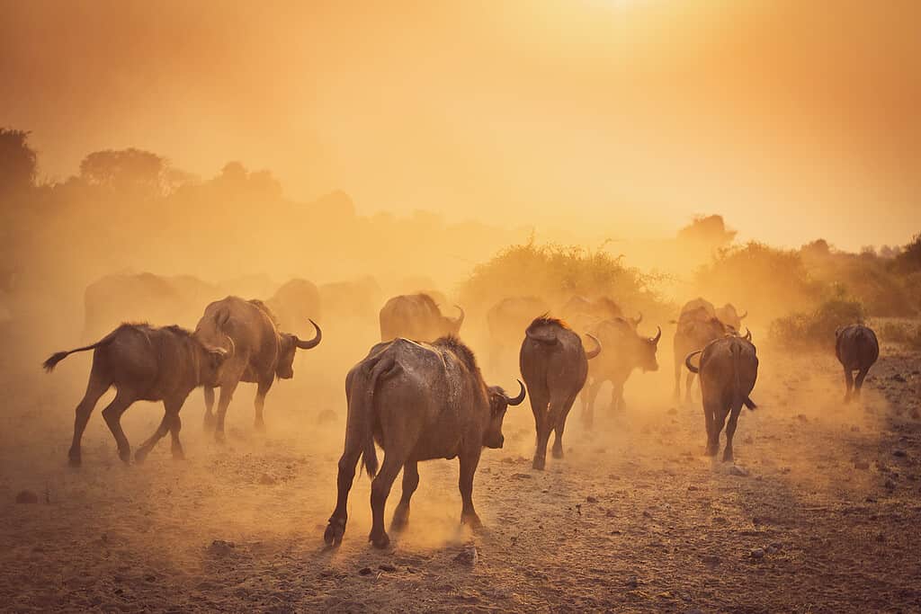 African Water Buffalo kick up dust in the early morning sunshine.