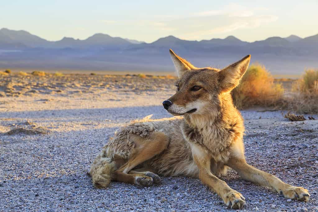 Lone Coyote settling in at Bad Water, Death Valley National Park