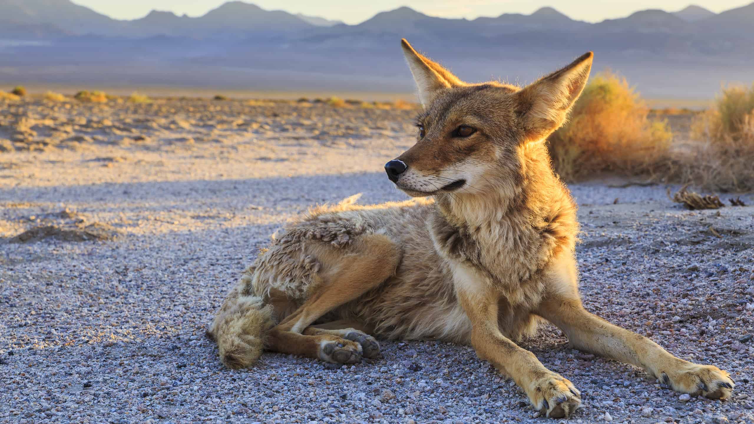 Lone Coyote settling in at Bad Water, Death Valley National Park