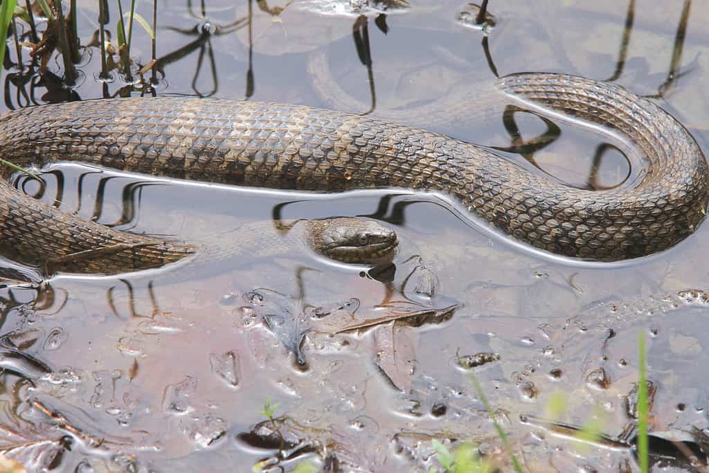 Close up of a water snake submerged in water.